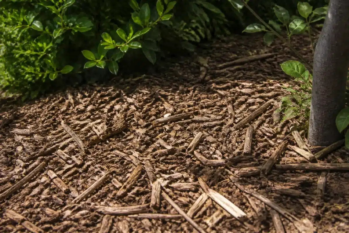 Broyat de branches étalé marron au sol du jardin