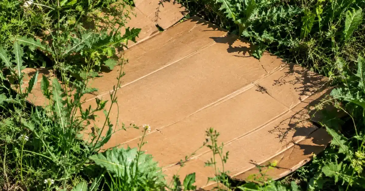 Carton marron etalé sur herbes sauvages envahissantes sol intact