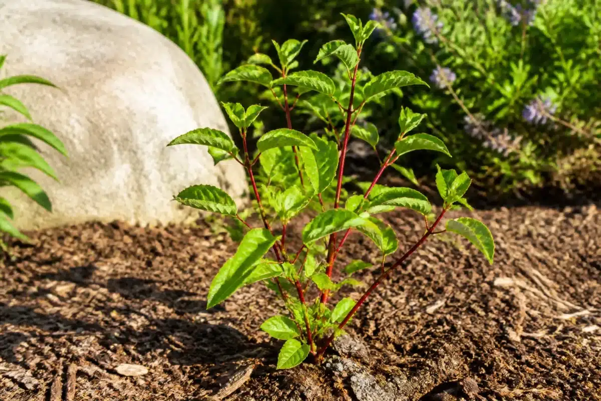 Jeune cornouiller planté en jardin ensoleillé avec sol drainé