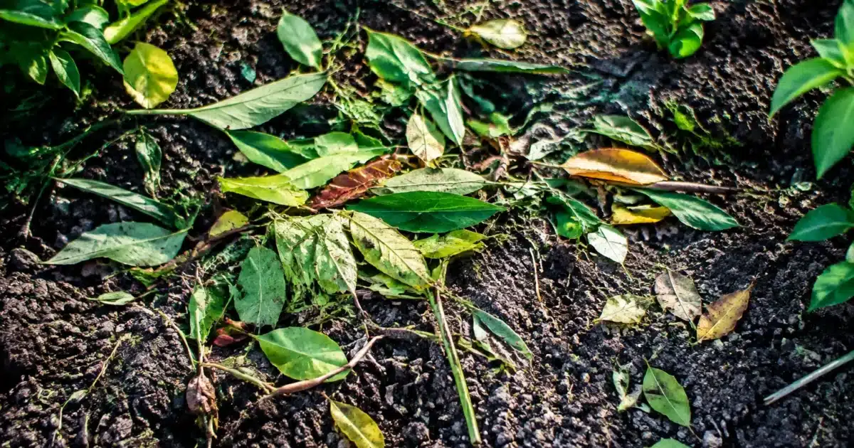 Tas de debris vegetaux eparpilles sur terre de jardin