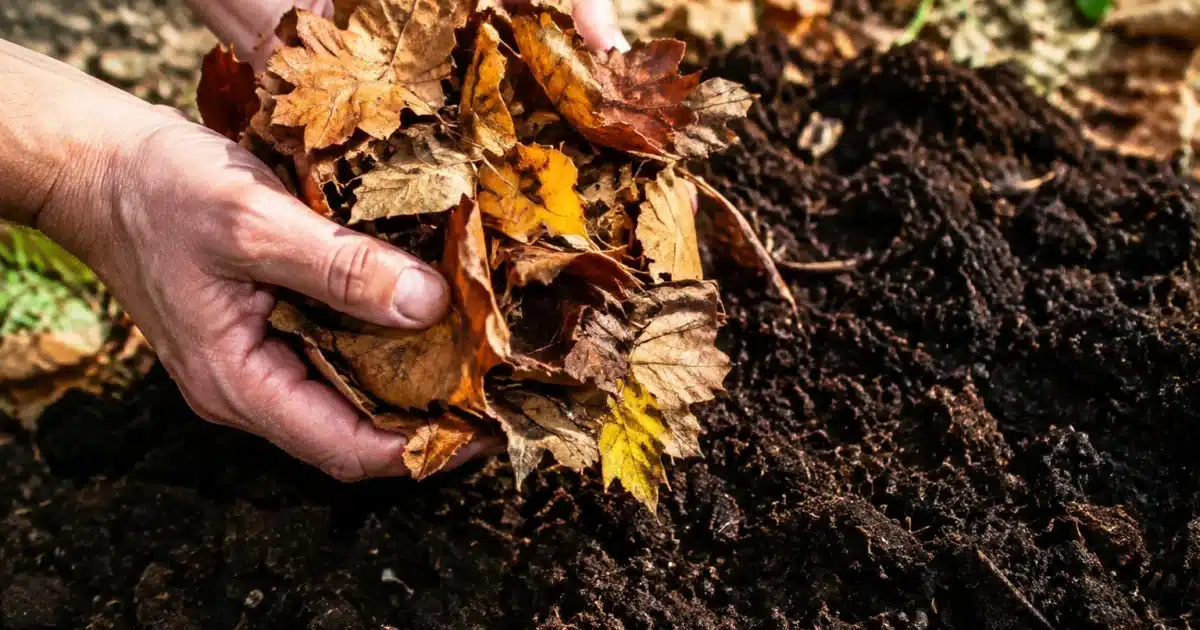 Mains tenant feuilles mortes au-dessus sol fertile