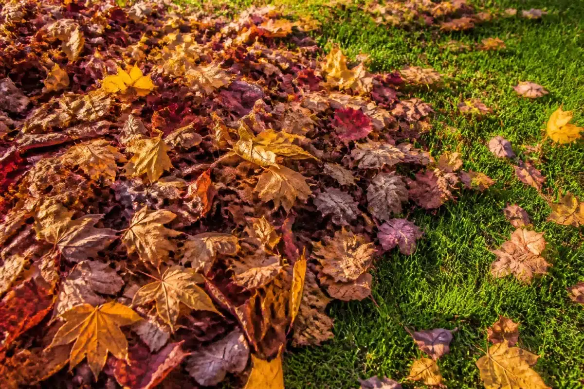 Feuilles mortes accumulees epaisses sur pelouse verte