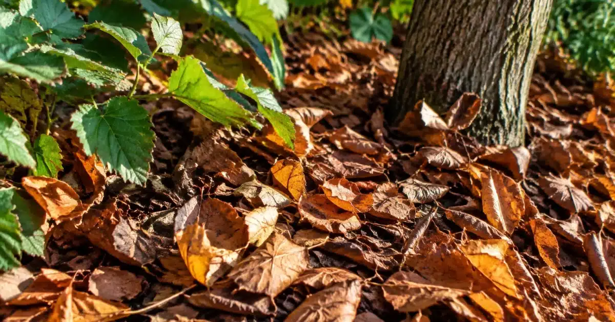Feuilles brunes accumulees au sol pres d'arbres et plantes