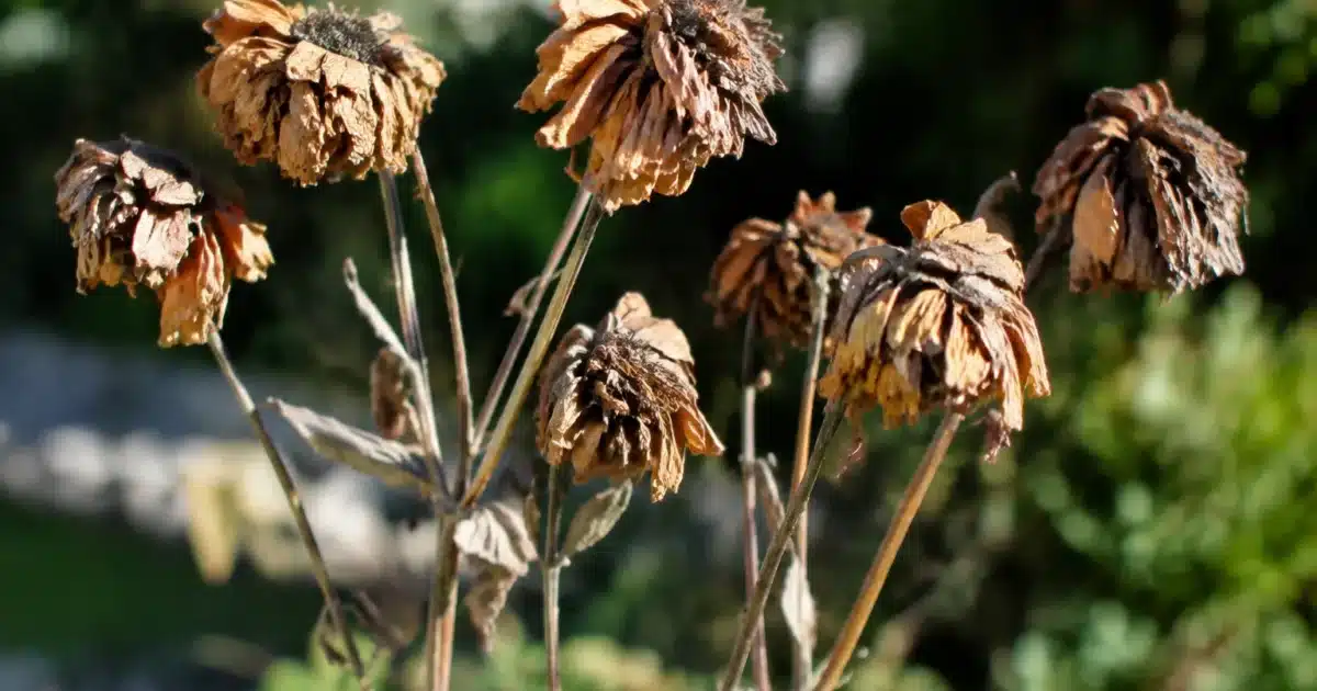 Huit fleurs desséchées restant sur leurs tiges sans intervention