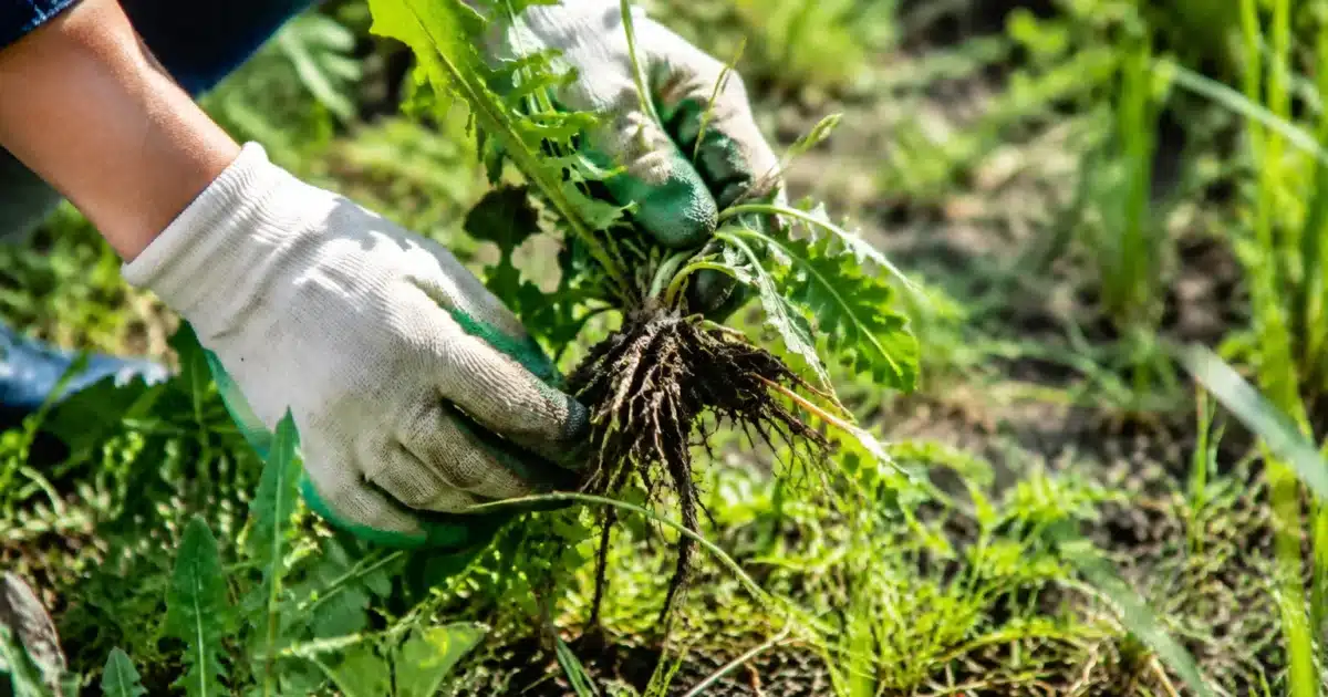 Mains gantees arrachant herbes sauvages avec racines visibles du sol