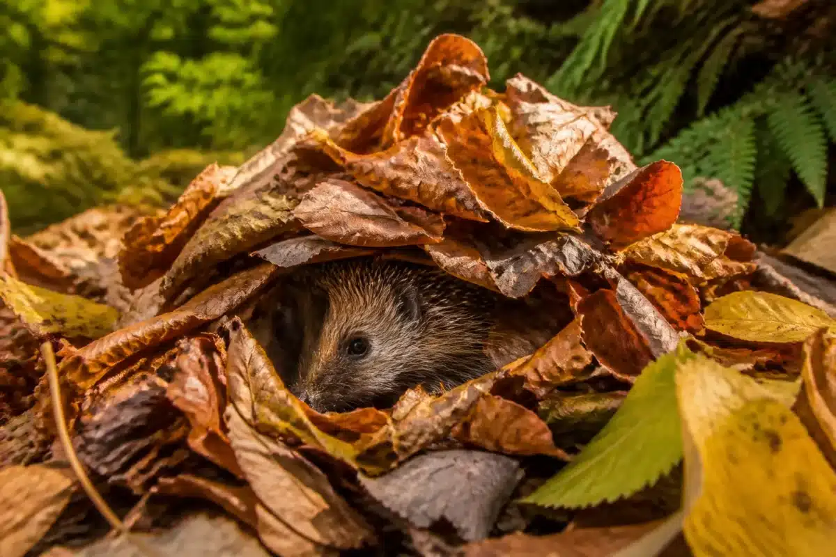 Tas de feuilles mortes avec herisson cache dessous