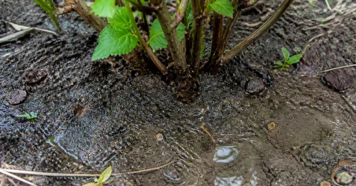 Hortensia planté trop profondément dans sol humide et compacté