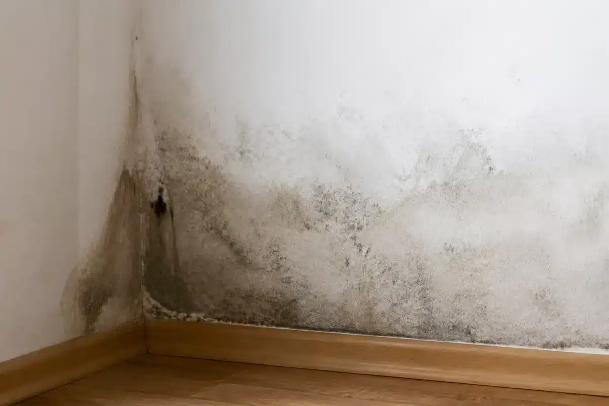 Tache d'humidite grandissante sur mur blanc avec traces de moisissure