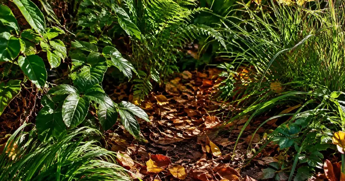 Coin de jardin sauvage avec feuilles mortes et végétation dense