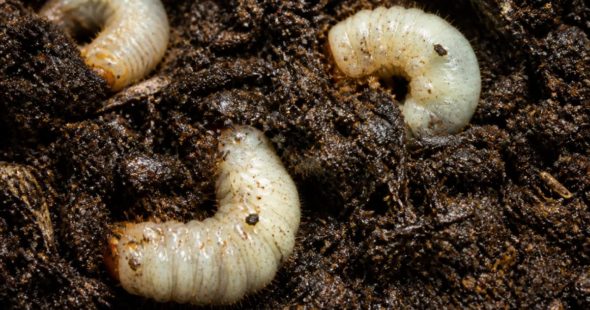 Larves blanches creusant dans compost noir et humide