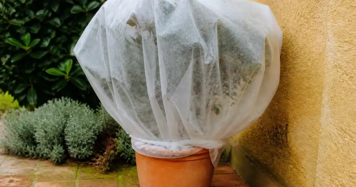 Plante en pot placee contre mur protegee par voile blanc hivernal