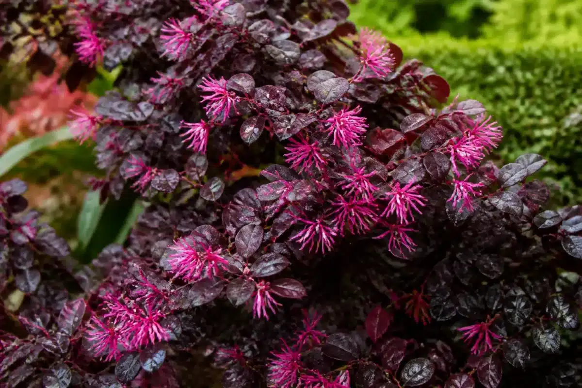 Arbuste feuillage pourpre foncé avec fleurs rose filamenteux