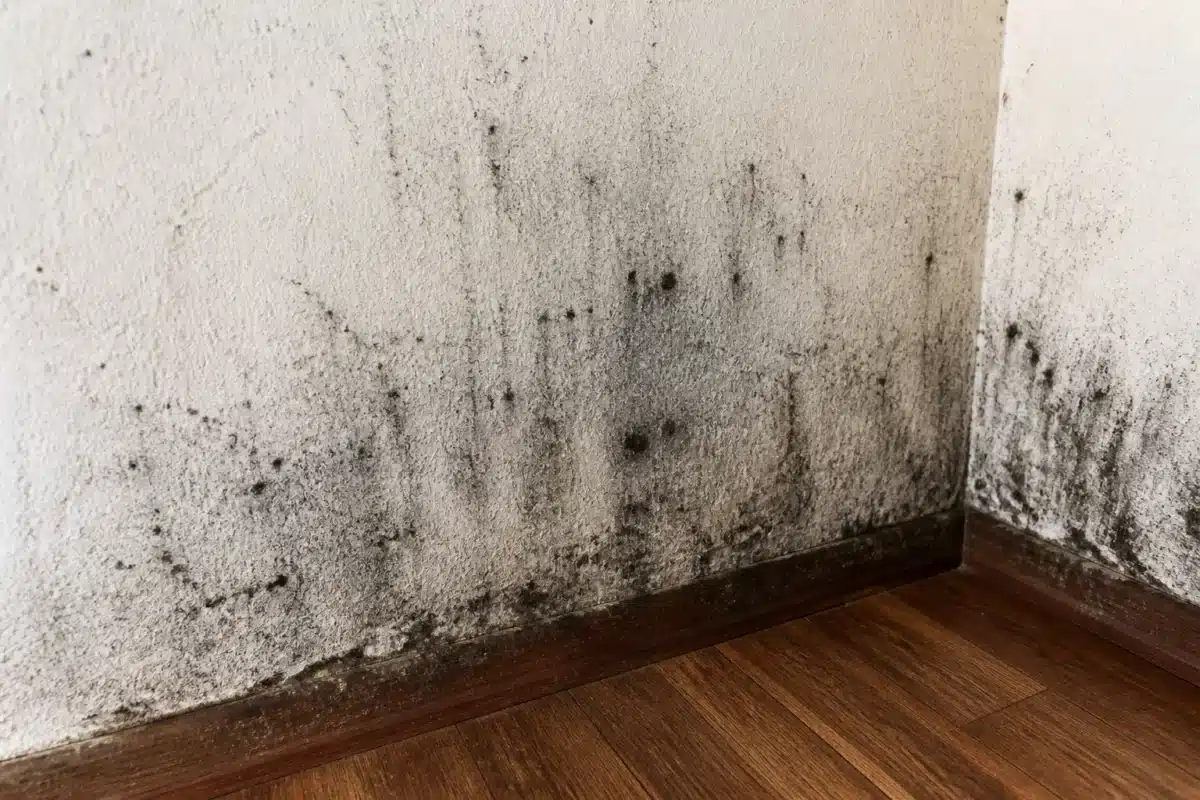 Mur humide avec taches noires et condensation visible
