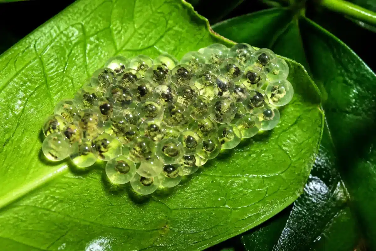 Grappes d'oeufs translucides sur feuille verte humide