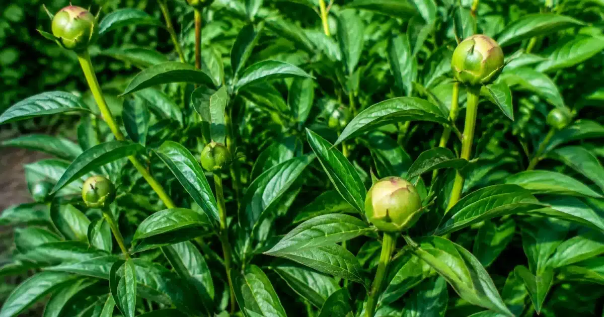 Pivoines vertes sans fleurs avec feuillage dense et tiges epaisses