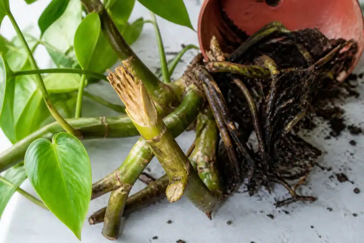 Plante endommagée avec branches cassées et racines pourries