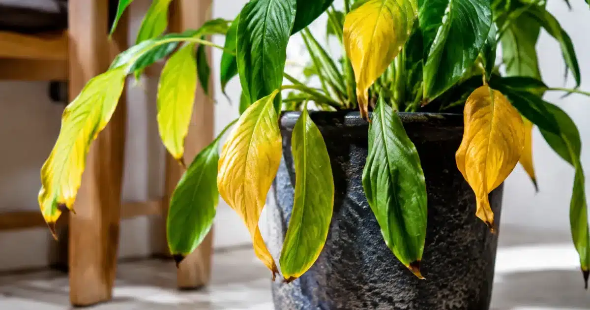 Feuilles jaunes molles tombant d'une plante en pot surhumidifiée