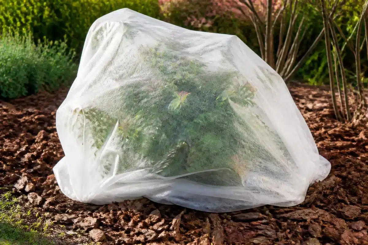 Arbuste recouvert de voile blanc avec paillage au sol