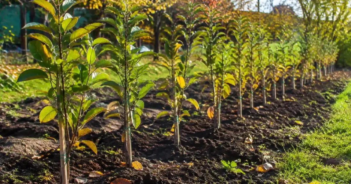 Jeunes plants fruitiers alignes dans terre humide automne