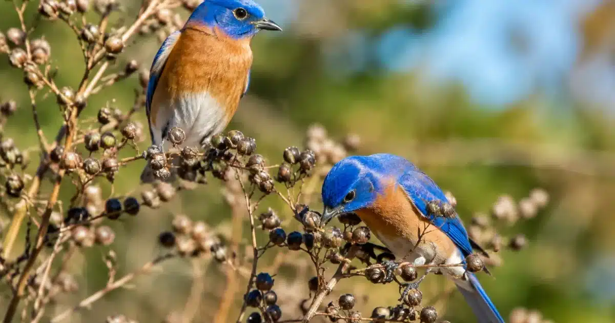 Graines brunes persistantes sur tiges seches nourrissant oiseaux colorés