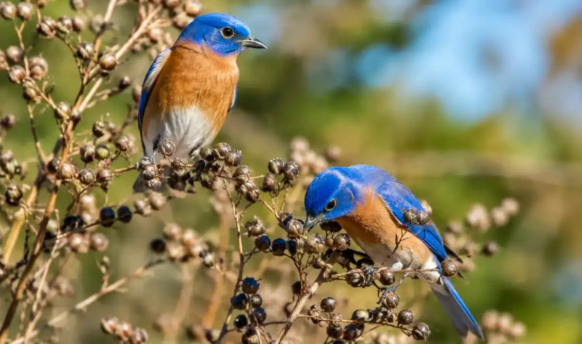 Graines brunes persistantes sur tiges seches nourrissant oiseaux colorés