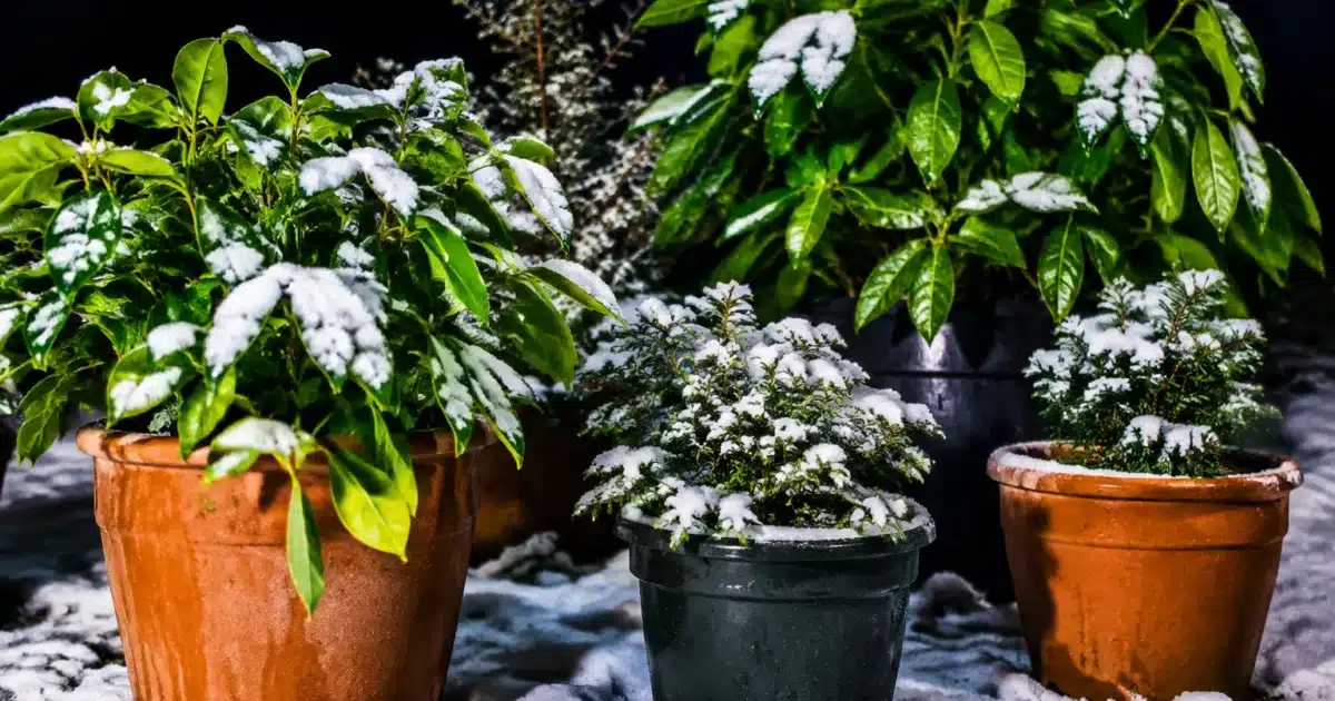 Plantes vertes disposees dehors sur sol durant nuit froide