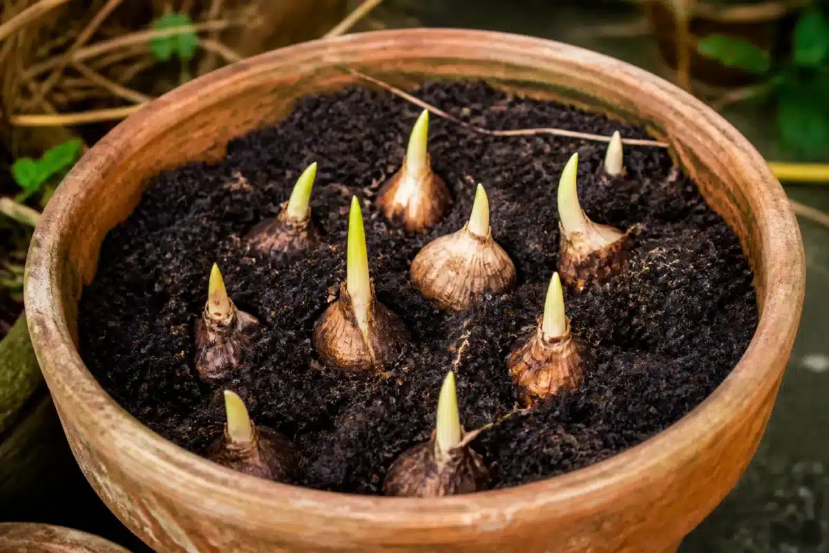 Pot avec terreau humide et bulbes dormants en hiver