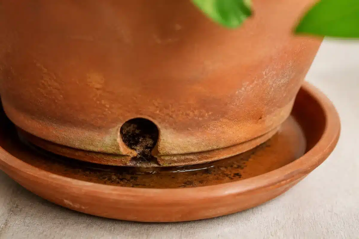 Pot de plante avec trou drainage eau stagnante substrat