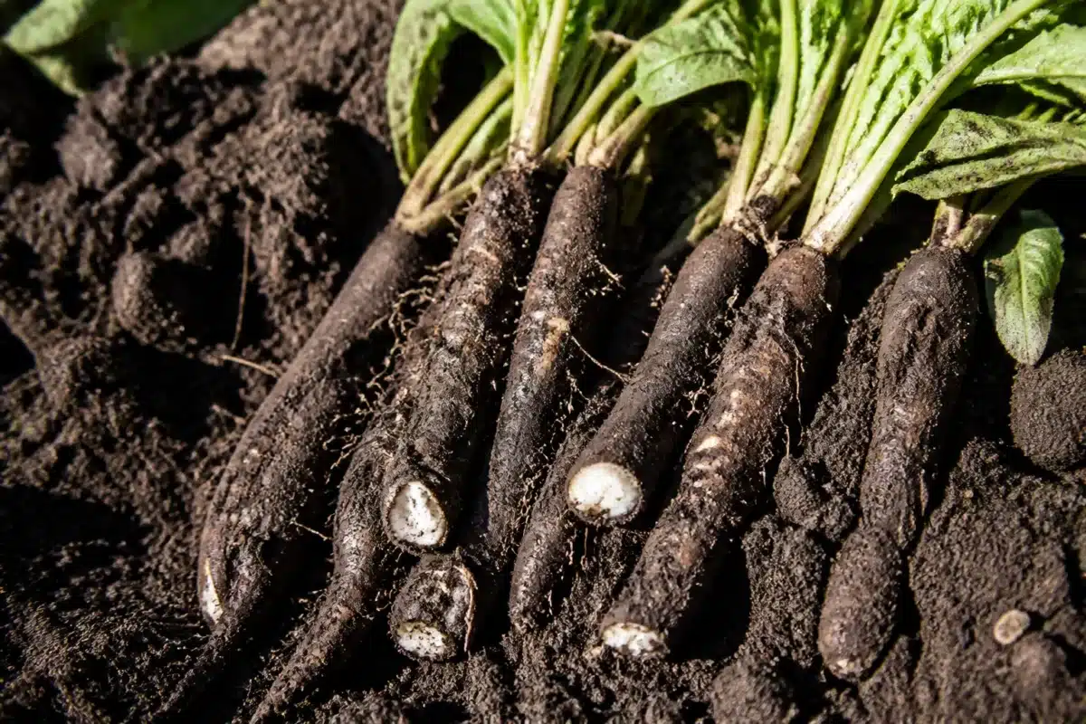 Racines noires de scorsonère fraîches sorties de terre humide