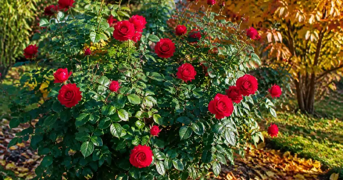 Rosiers avec feuillage dense restant debout dans jardin automnal