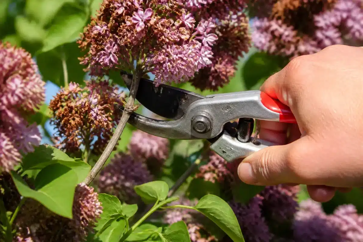 Sécateur coupant branche arbuste fleurs fanées lilas