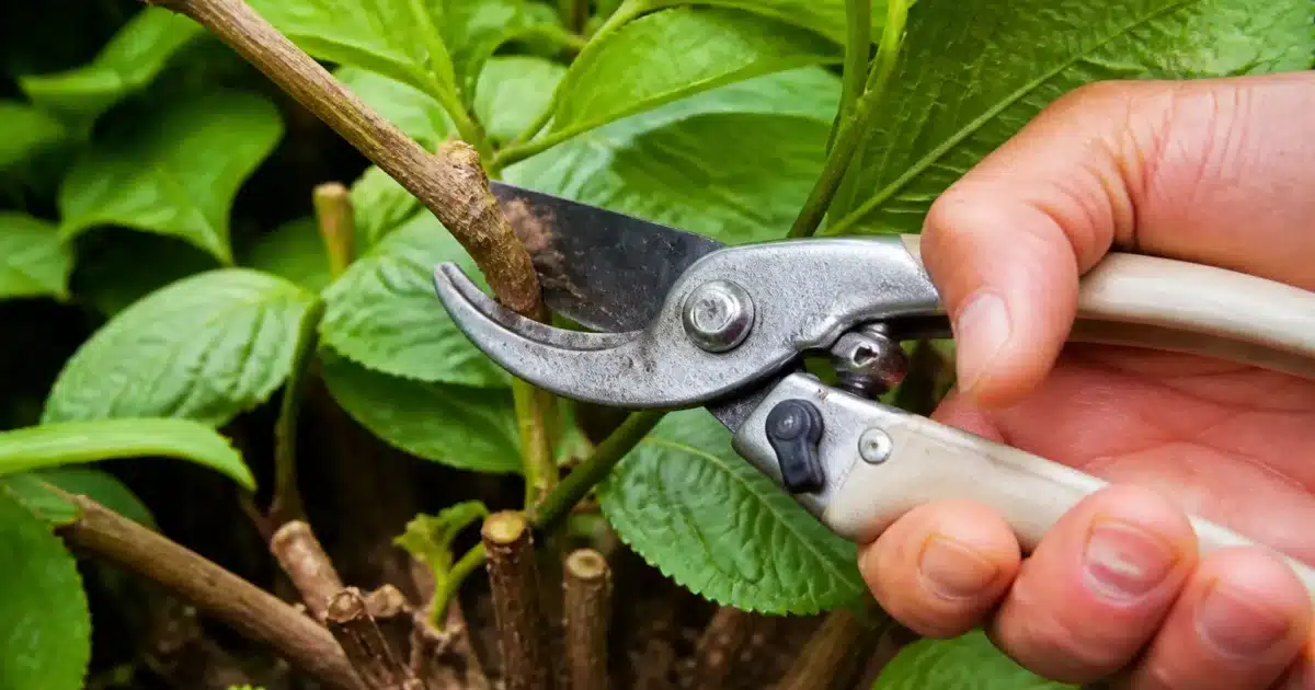 Secateur coupant branche hortensia bois ancien pres feuilles vertes