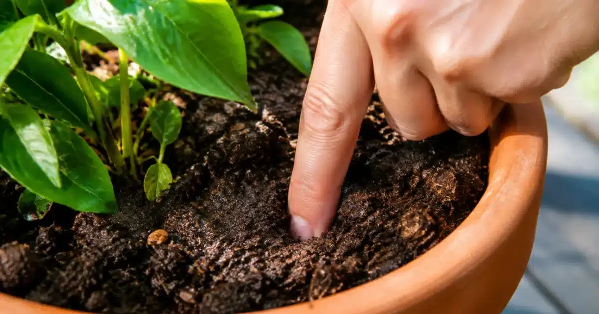 Doigt enfoncé dans terre humide d'un pot de fleurs