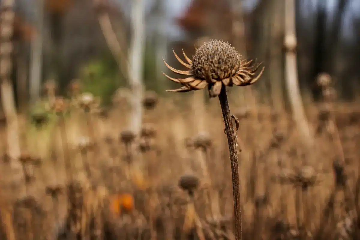 Tige seche de fleur fanee en automne avant gelees