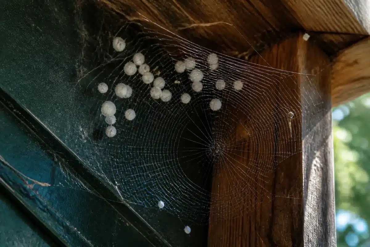 Toile d'araignée brillante dans coin avec cocons blanchâtres